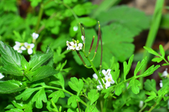 Cardamine graeca