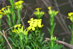 Erysimum diffusum
