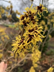 Hamamelis mollis