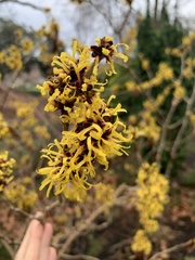 Hamamelis mollis