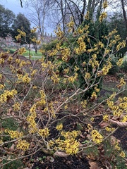 Hamamelis mollis