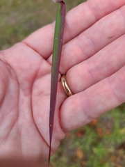 Melinis repens image