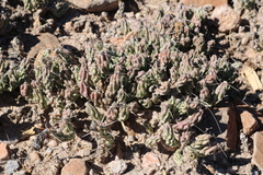 Grusonia aggeria