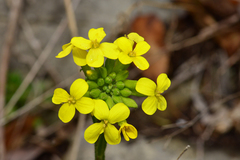 Erysimum diffusum