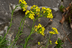 Erysimum diffusum
