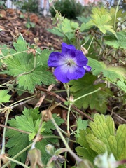 Geranium
