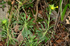 Erysimum diffusum