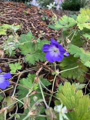 Geranium