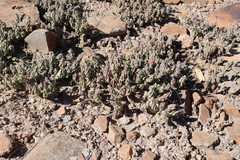 Grusonia aggeria