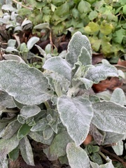 Angiospermae