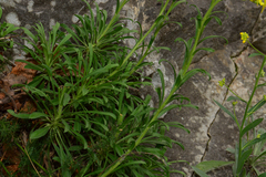 Erysimum diffusum