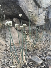 Allium galanthum