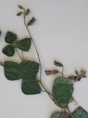 Rhynchosia caribaea