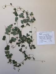 Rhynchosia caribaea