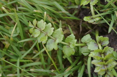 Helosciadium repens