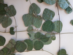 Rhynchosia caribaea