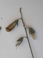 Rhynchosia caribaea