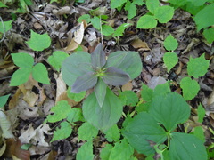 Trillium grandiflorum