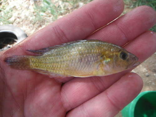 Tweddle's happy (Astatotilapia tweddlei) — Cichlidae — 3