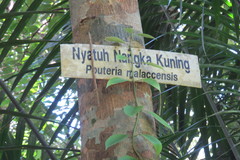 Pouteria malaccensis