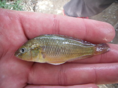 Astatotilapia