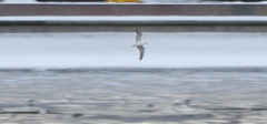 Larus argentatus
