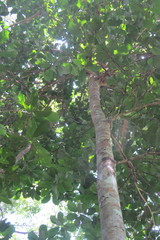 Pouteria malaccensis