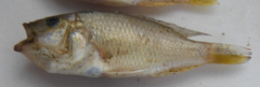 Astatotilapia