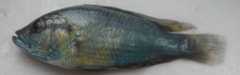 Astatotilapia