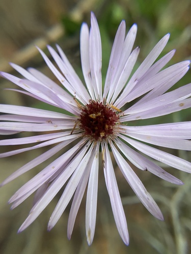 Ampelaster carolinianus image