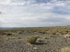 Haloxylon ammodendron