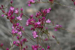 Boronia nematophylla