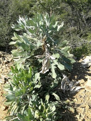 Cussonia paniculata