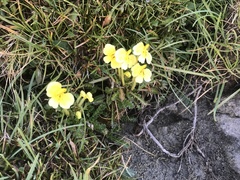 Pedicularis longiflora