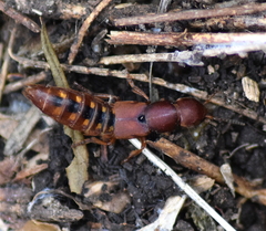 Platydracus vittatus