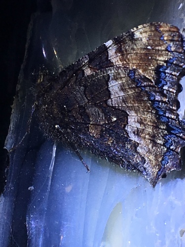 iNaturalist observation photo of California Tortoiseshell