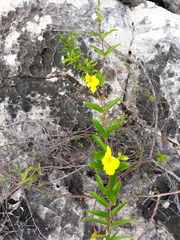Angadenia berteroi