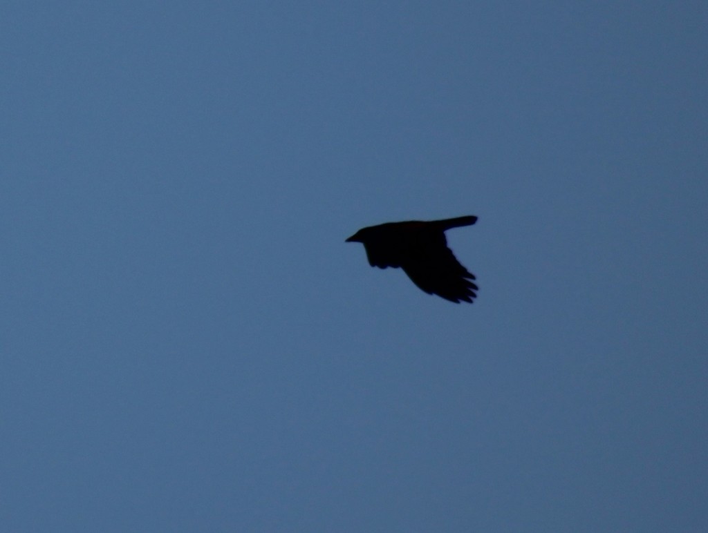 American Crow from Druid Hill Park, Baltimore, MD, USA on January 12 ...