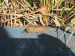 Anacridium aegyptium