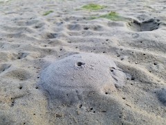 Neotrypaea californiensis
