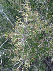 Flueggea verrucosa