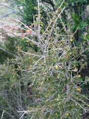 Flueggea verrucosa