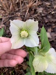 Helleborus