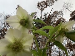 Helleborus