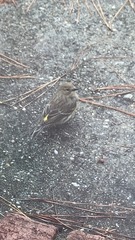 Setophaga coronata
