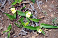 Commelina africana krebsiana
