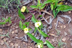 Commelina africana krebsiana