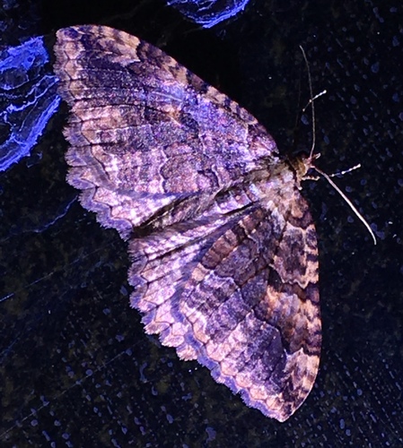 iNaturalist observation photo of Tissue Moth