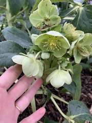 Helleborus