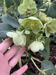 Helleborus